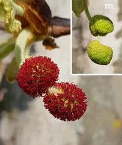 Ahornblättrige Platane (Platanus hispanica)