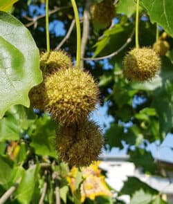 Ahornblättrige Platane (Platanus hispanica)