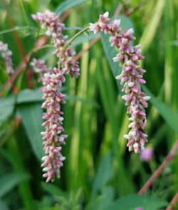 Ampfer-Knöterich (Persicaria lapathifolia)