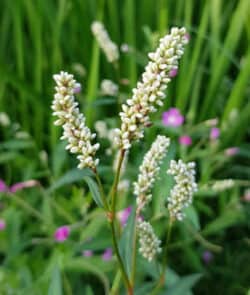 Ampfer-Knöterich (Persicaria lapathifolia)