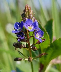 Bachbunge (Veronica beccabunga)