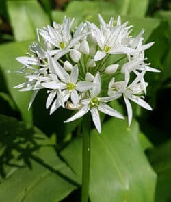 Bärlauch (Allium ursinum)