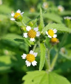 Behaarte Knopfkraut oder Behaarte Franzosenkraut (Galinsoga ciliata)