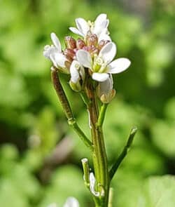 Behaartes Schaumkraut (Cardamine hirsuta)