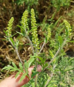 Beifußblättriges Traubenkraut (Ambrosia artemisiifolia)