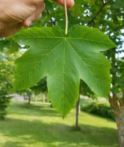 Berg-Ahorn (Acer pseudoplatanus)