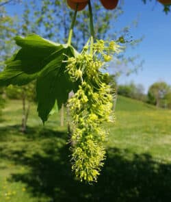 Berg-Ahorn (Acer pseudoplatanus)