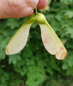 Berg-Ahorn (Acer pseudoplatanus)