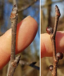 Bergulme (Ulmus glabra)