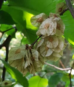 Bergulme (Ulmus glabra)