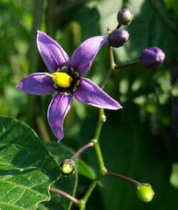 Bittersüßer Nachtschatten (Solanum dulcamara)