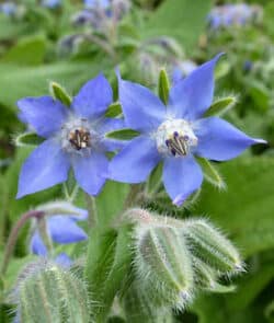 Borretsch (Borago officinalis)