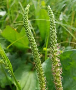 Breitwegerich (Plantago major)