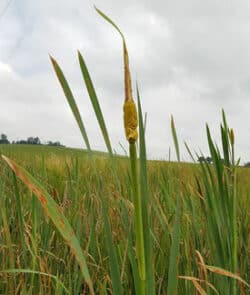 Breitblättriger Rohrkolben (Typha latifolia)