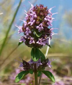 Breitblättriger Thymian (Thymus pulegioides)