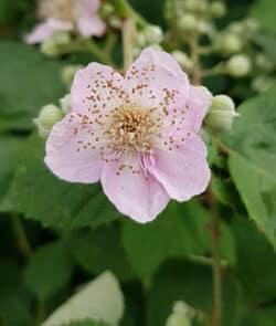 Brombeeren (Rubus sect. Rubus)