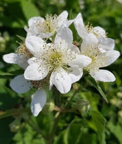 Brombeeren (Rubus sect. Rubus)