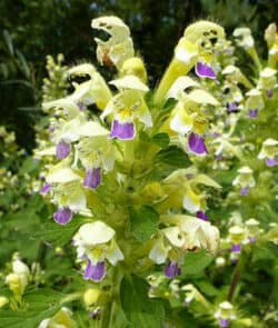 Bunter Hohlzahn (Galeopsis speciosa)