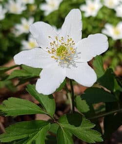 Buschwindröschen (Anemone nemorosa)