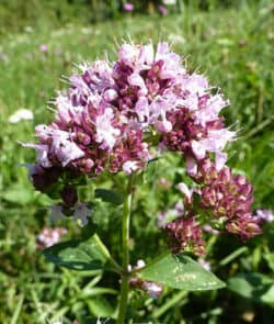  Dost (Origanum)