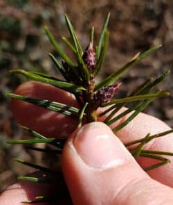 Gewöhnliche Douglasie (Pseudotsuga menziesii)