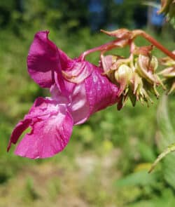 Drüsiges Springkraut (Impatiens glandulifera)