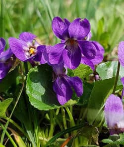 Duftveilchen (Viola odorata)