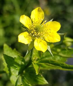 Echte Nelkenwurz (Geum urbanum)