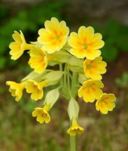 Echte Schlüsselblume (Primula veris