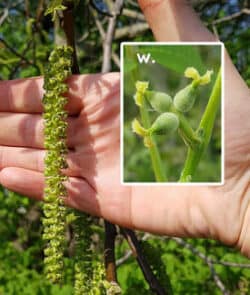 Echte Walnuss oder der Nussbaum (Juglans regia)