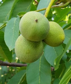 Echte Walnuss (Juglans regia)