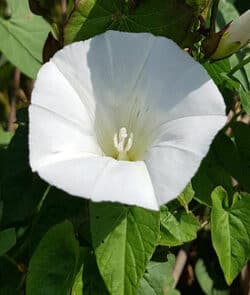 Echte Zaunwinde (Calystegia sepium)