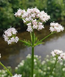 Echter Baldrian, auch Großer Baldrian (Valeriana officinalis)