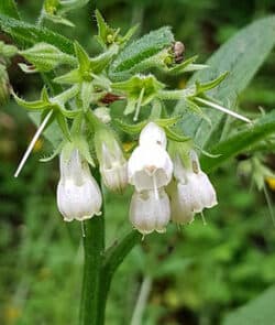 Echter Beinwell (Symphytum officinale)