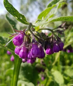 Echter Beinwell (Symphytum officinale)