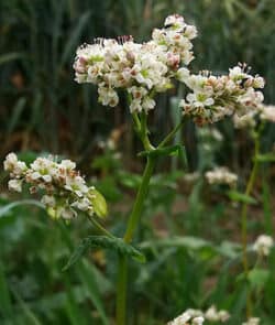 Echter Buchweizen (Fagopyrum esculentum)