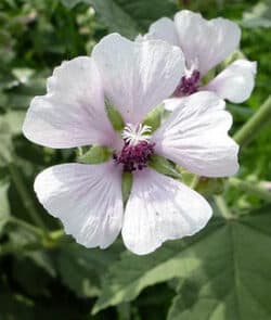 Echter Eibisch (Althaea officinalis)