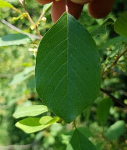 Faulbaum (Rhamnus frangula)