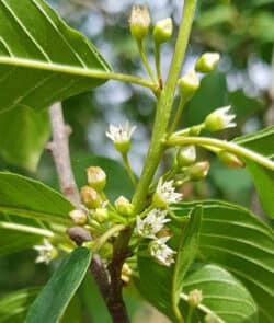 Echter Faulbaum (Rhamnus frangula)