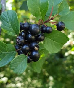 Echer Faulbaum (Rhamnus frangula)