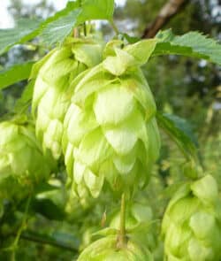 Echter Hopfen (Humulus lupulus)