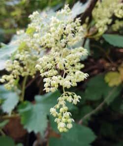 Echter Hopfen (Humulus lupulus)