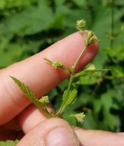 Echter Hopfen (Humulus lupulus)