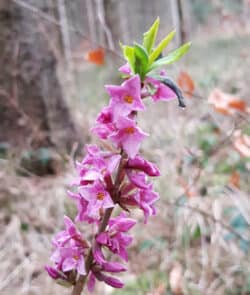 Echter Seidelbast (Daphne mezereum)