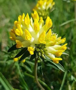 Echter Wundklee (Anthyllis vulneraria)