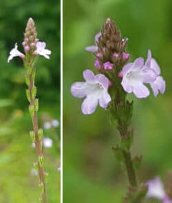 Echtes Eisenkraut (Verbena officinalis)