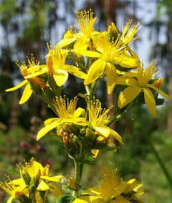 Echtes Johanniskraut (Hypericum perforatum)