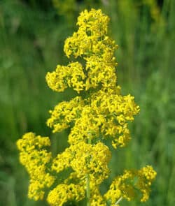 Echtes Labkraut (Galium verum)