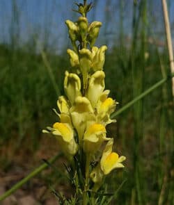 Echtes Leinkraut (Linaria vulgaris)