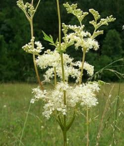 Echtes Mädesüß (Filipendula ulmaria)